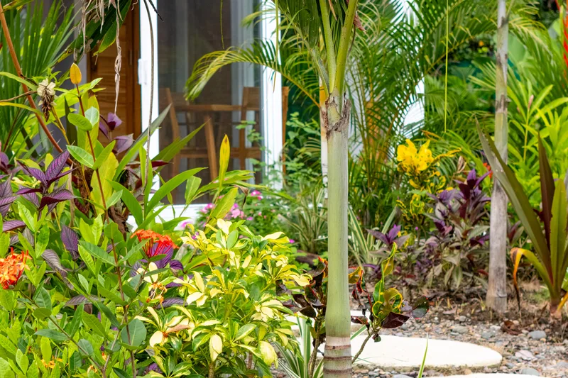 Jardines exuberantes alrededor de Crystal Jungle Villa en Puerto Viejo de Talamanca